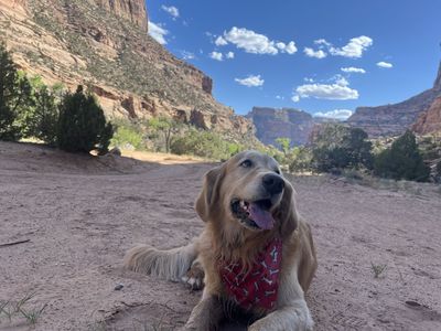 Golden Retriever Stud (Thor The Golden)
