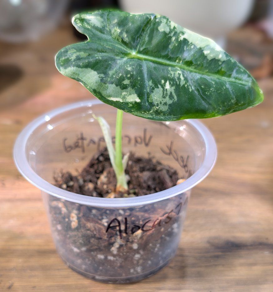 Alocasia Variegated Frydek Pup