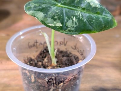 Alocasia Variegated Frydek Pup