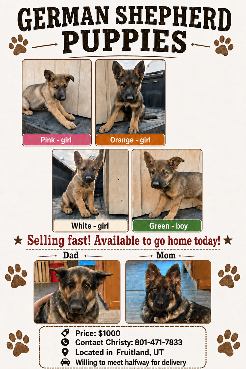 German Shepard puppies
