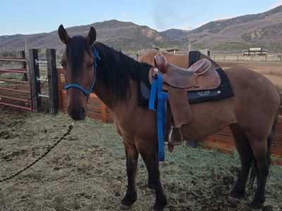 9 yr old Mustang
