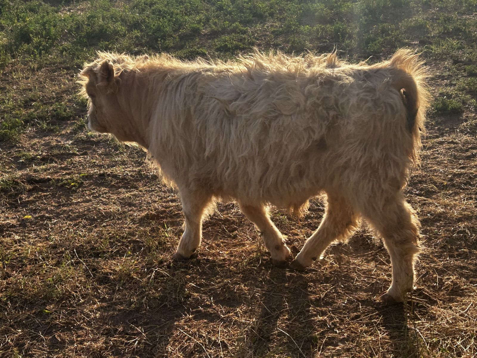 Highland Steers - Two 6-month-olds, one 4-month-old (Red)