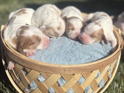 Britney Spaniel Puppies