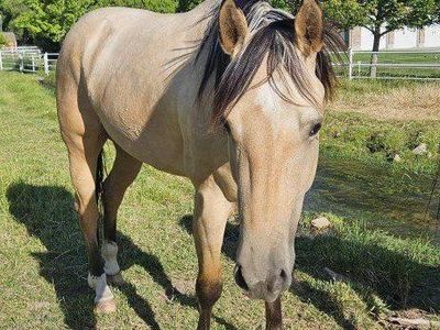 AQHA Buckskin broodmare
