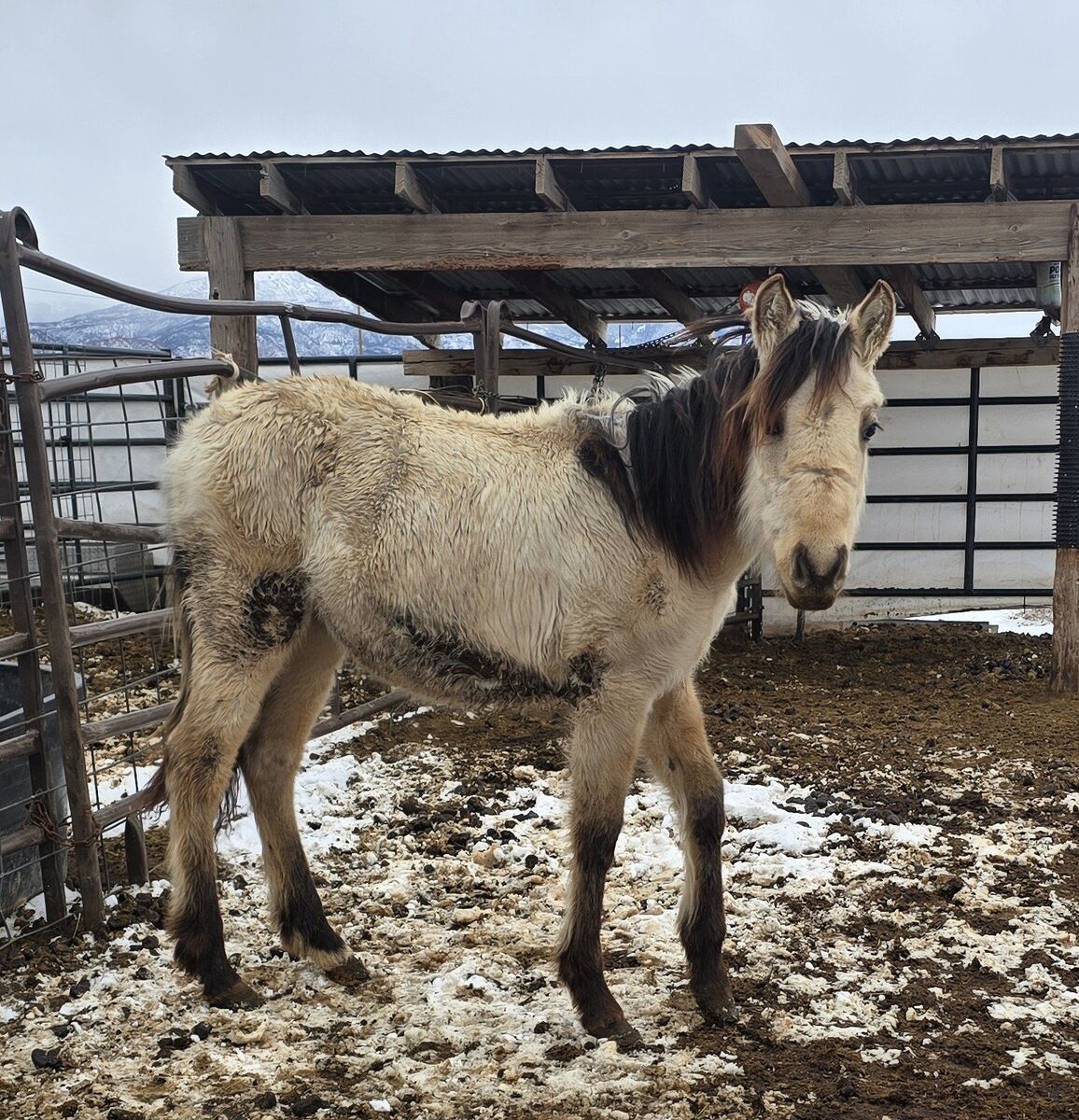 Paso X Mustang filly