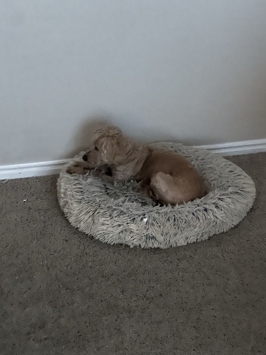 Cozy Gray Fluffy Calming Pet Bed - Small/Medium Dog or Cat Anti-Anxiety Donut Cuddler