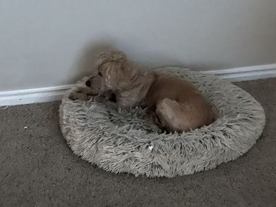 Cozy Gray Fluffy Calming Pet Bed - Small/Medium Dog or Cat Anti-Anxiety Donut Cuddler