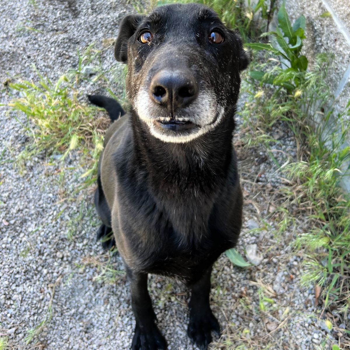 Jet