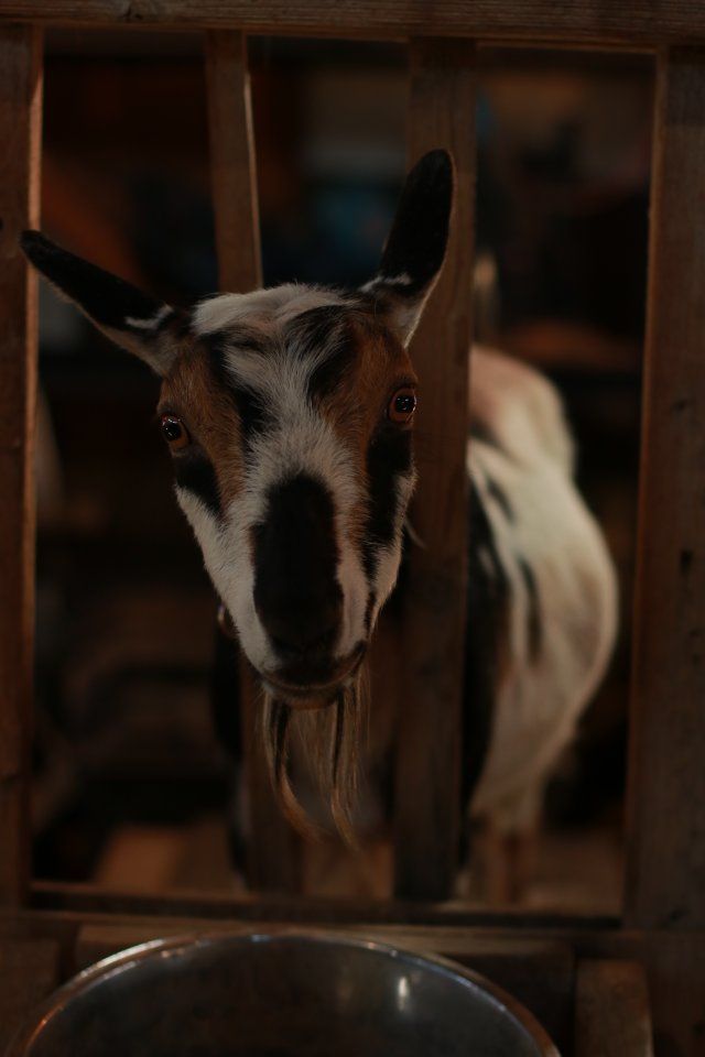ADGA Nigerian Dwarf Doe