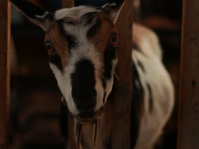 ADGA Nigerian Dwarf Doe