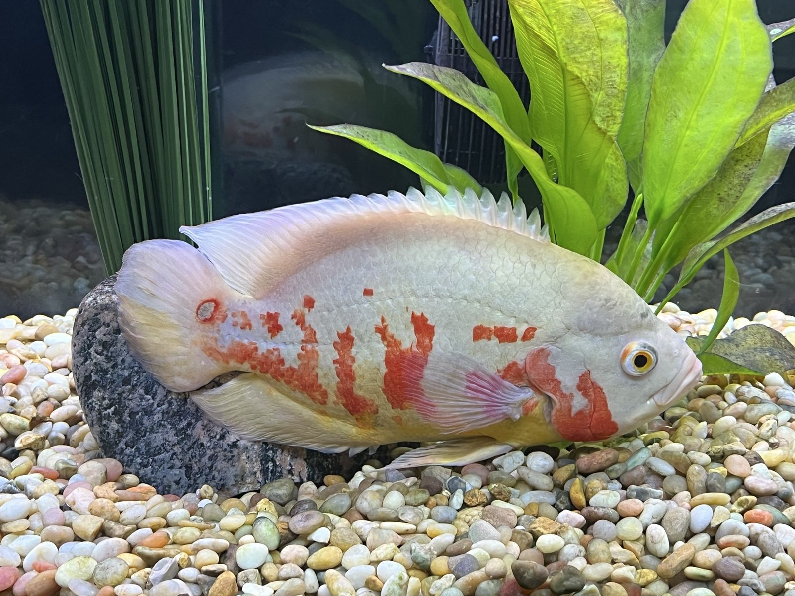 Large Oscar