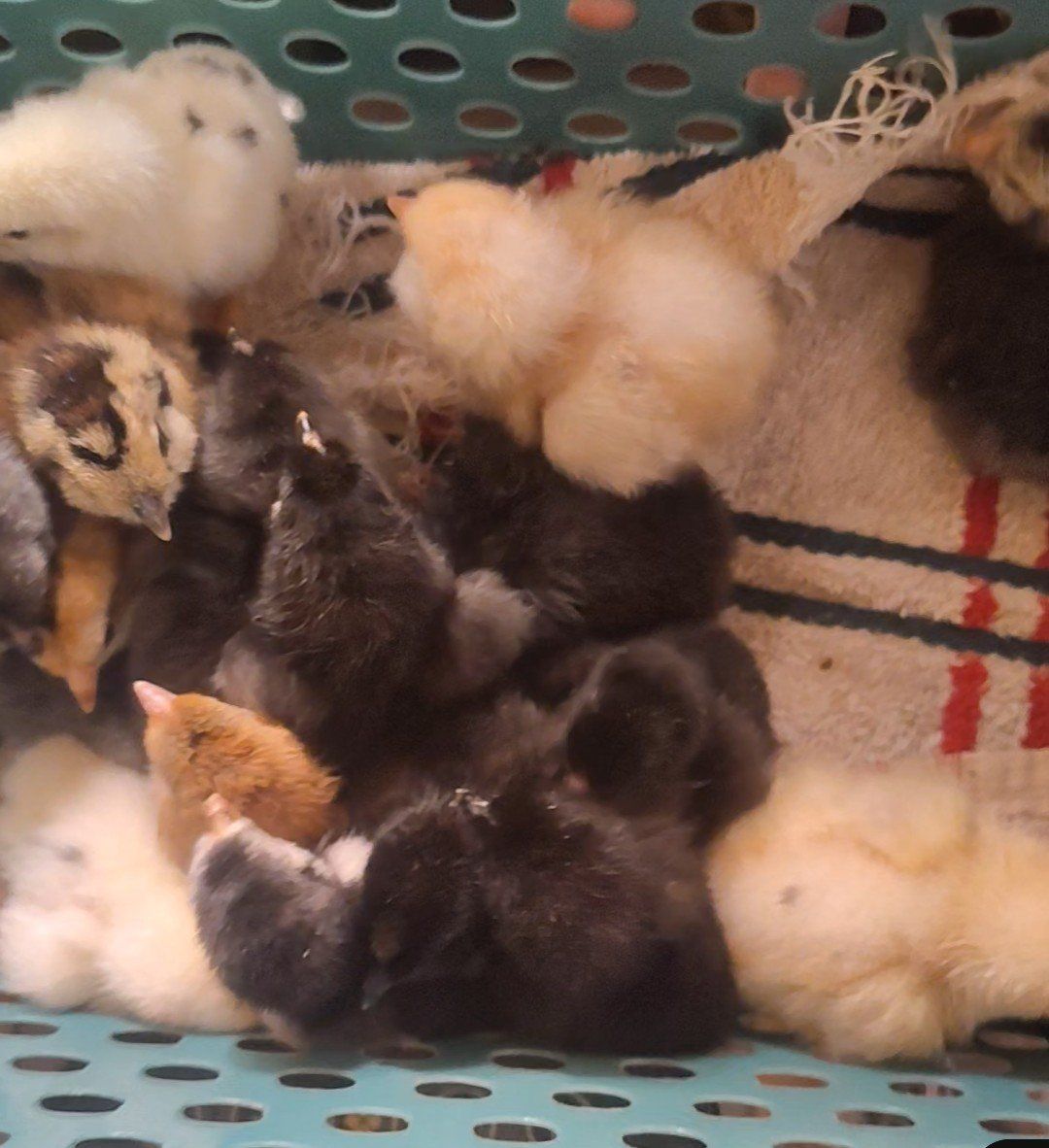 baby chicks just hatched!!