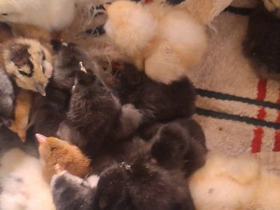 baby chicks just hatched!!
