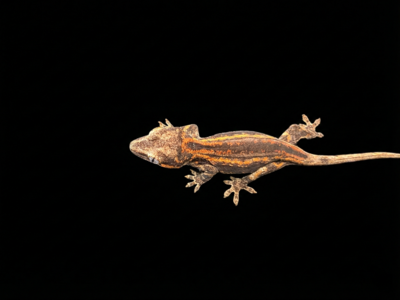 High Contrast Orange Stripe Baby | Dark Base | (Unsexed)