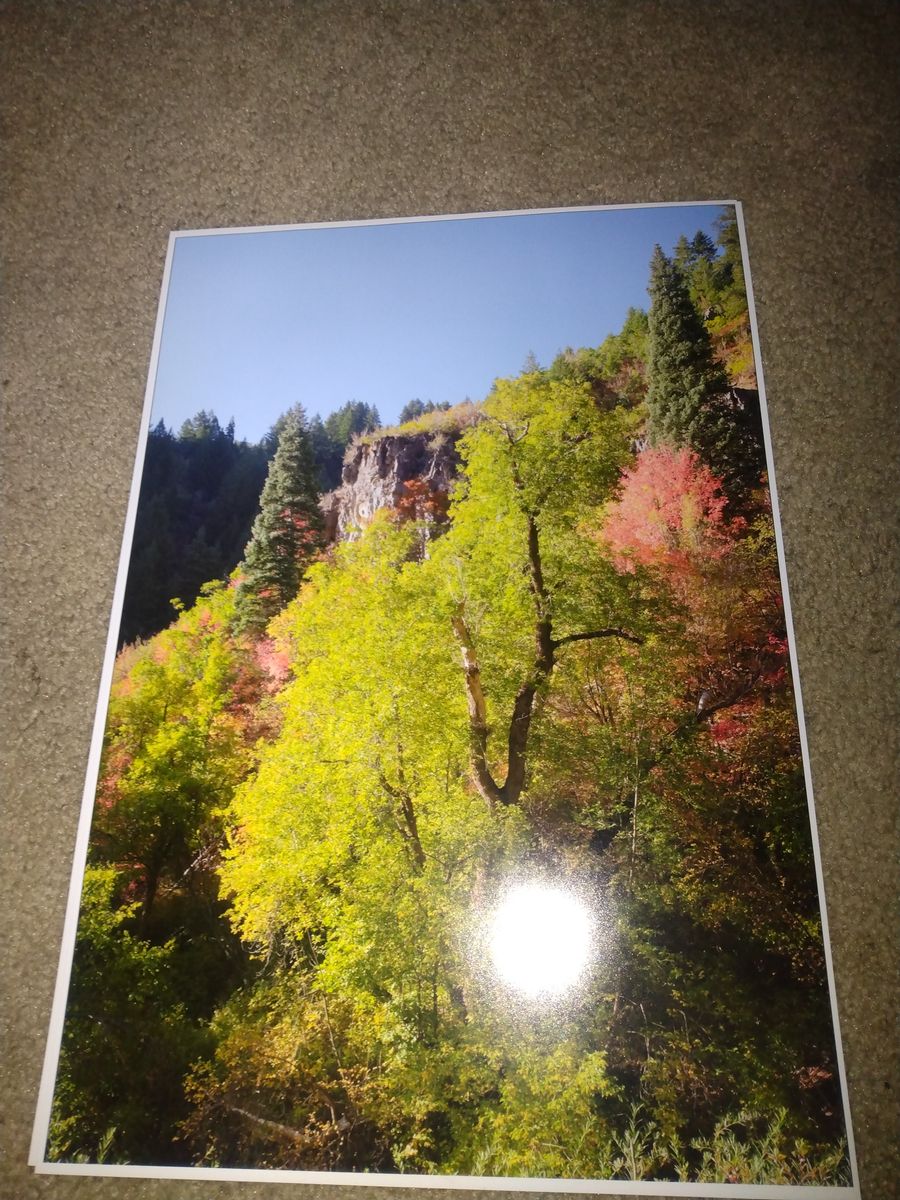 Nature photographs 19 X 13 inch