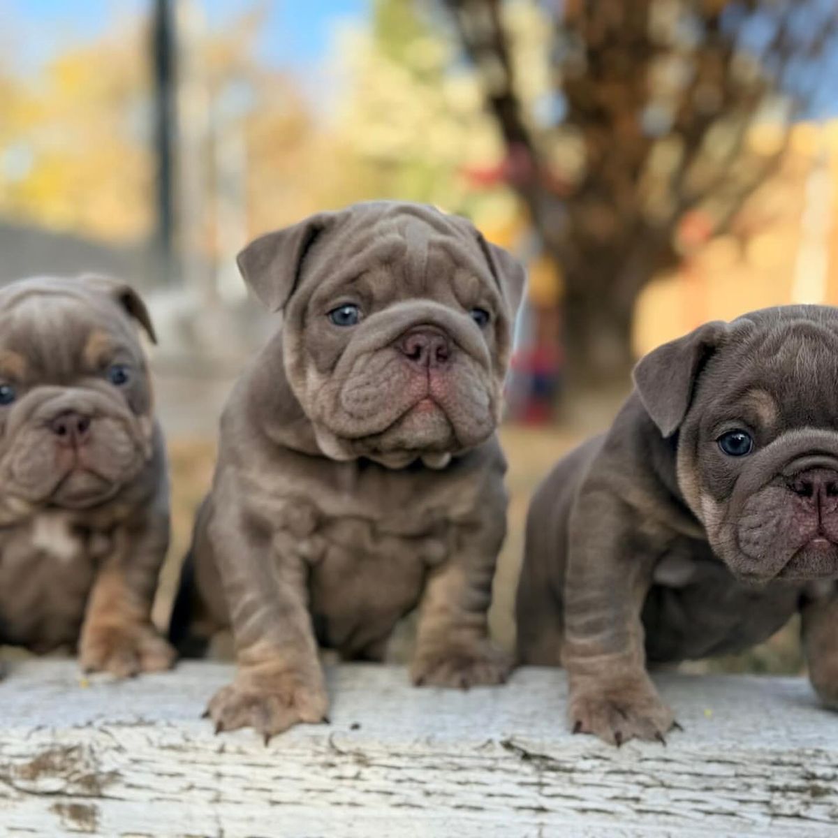English Bulldog Puppies