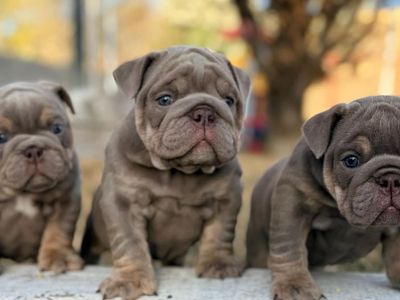 English Bulldog Puppies