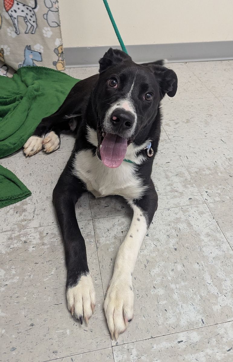 A155434 Gucci is Available for Adoption!