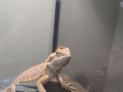 Male bearded dragon