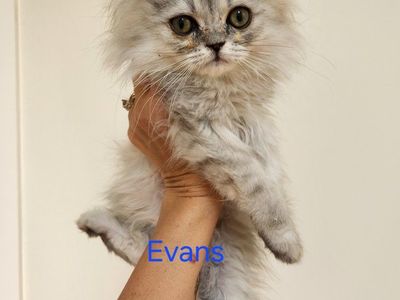 Purebred Persian Kittens