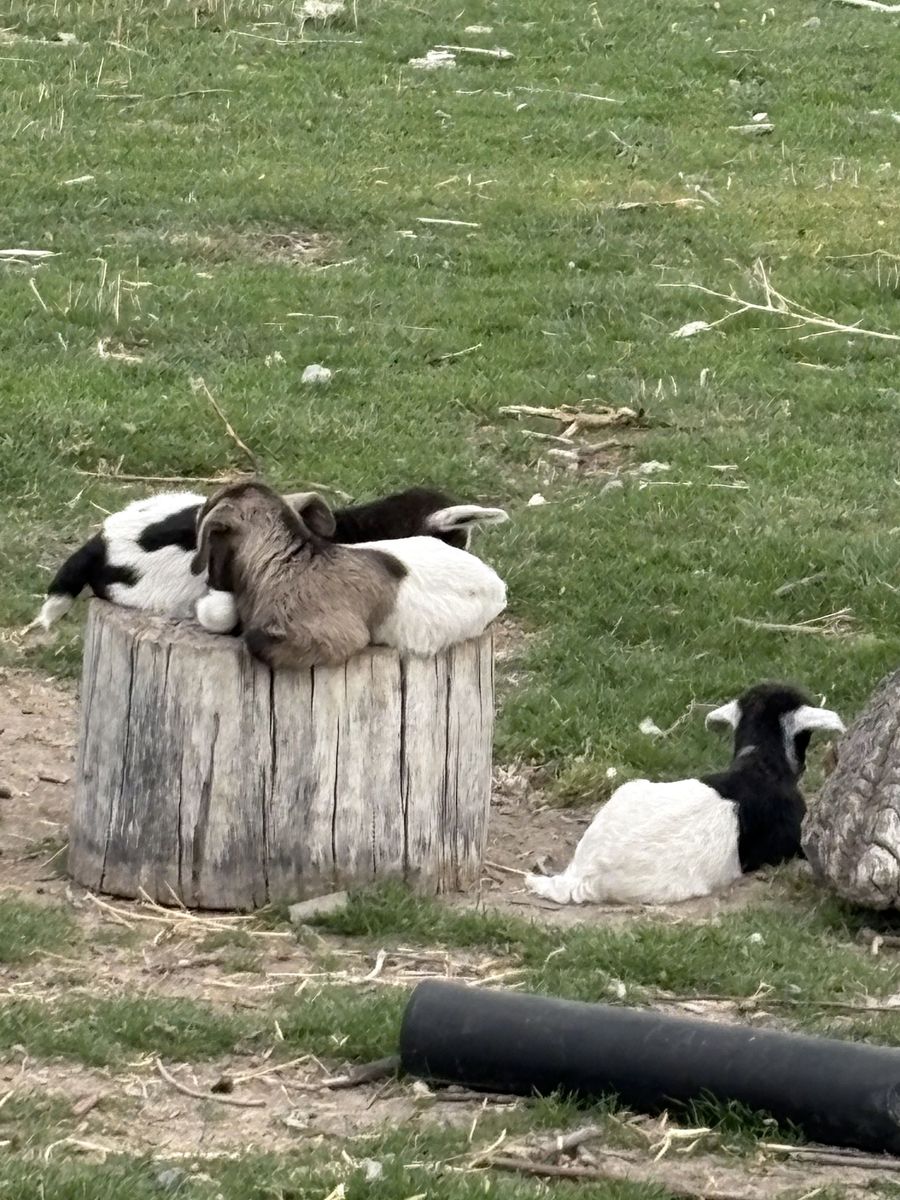 fainting  goats