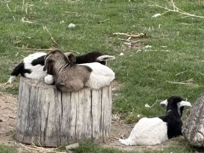 fainting goats