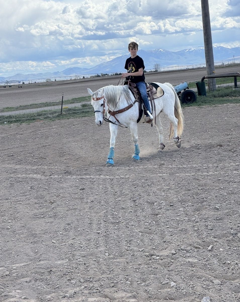 16 year old grade ranch mare