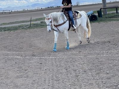 16 year old grade ranch mare