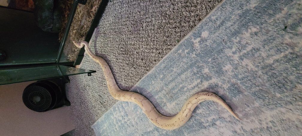 female banana ball python & 40 gallon cage