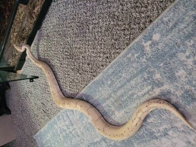 female banana ball python & 40 gallon cage