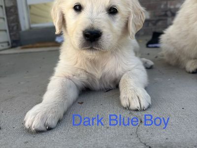 CUTEST Golden Retriever Puppies