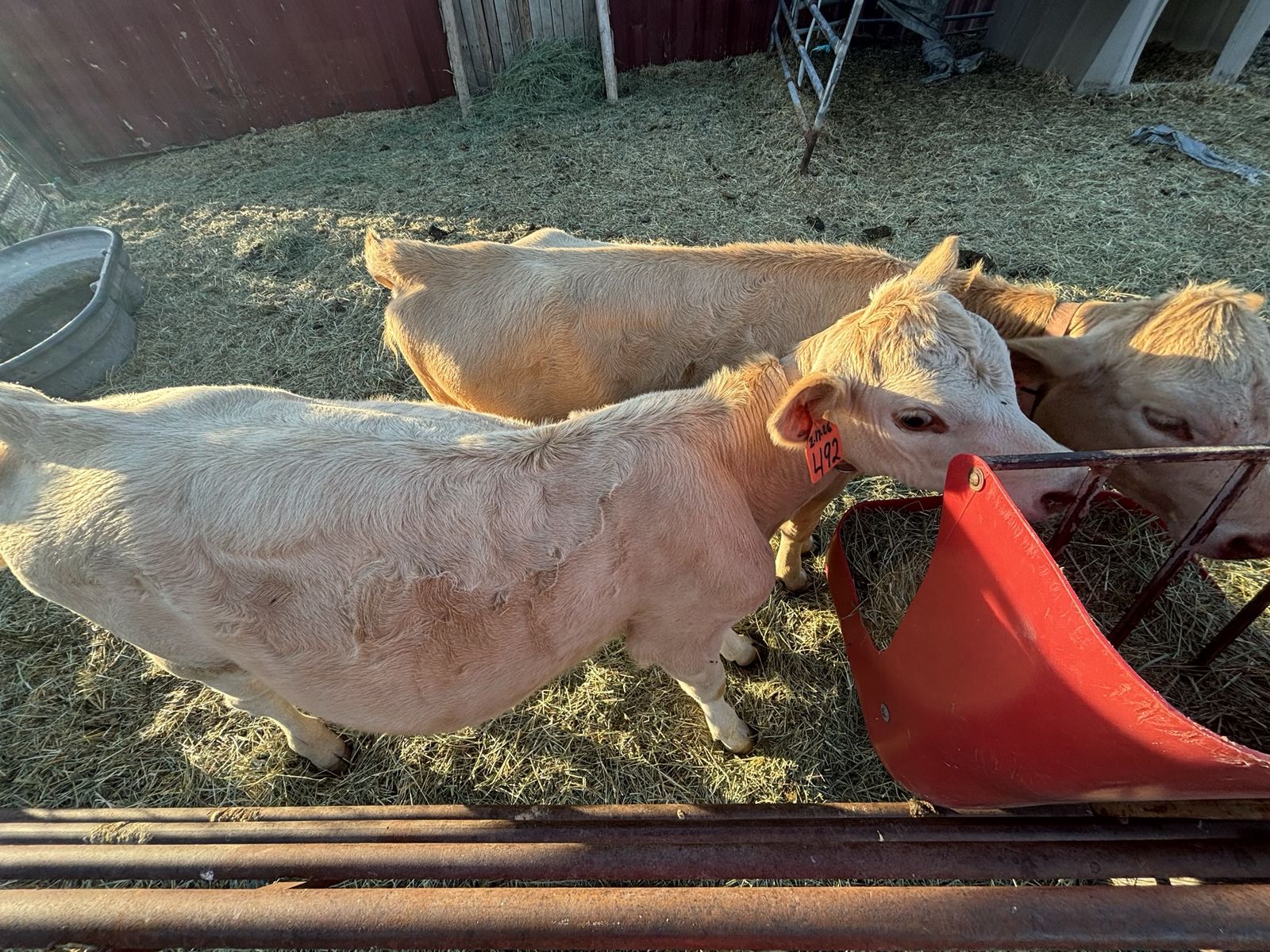Sweet, Kid-Friendly Twin Calves – Perfect for 4H or Pets – $3000 Each OBO