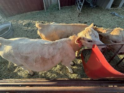 Sweet, Kid-Friendly Twin Calves – Perfect for 4H or Pets – $3000 Each OBO
