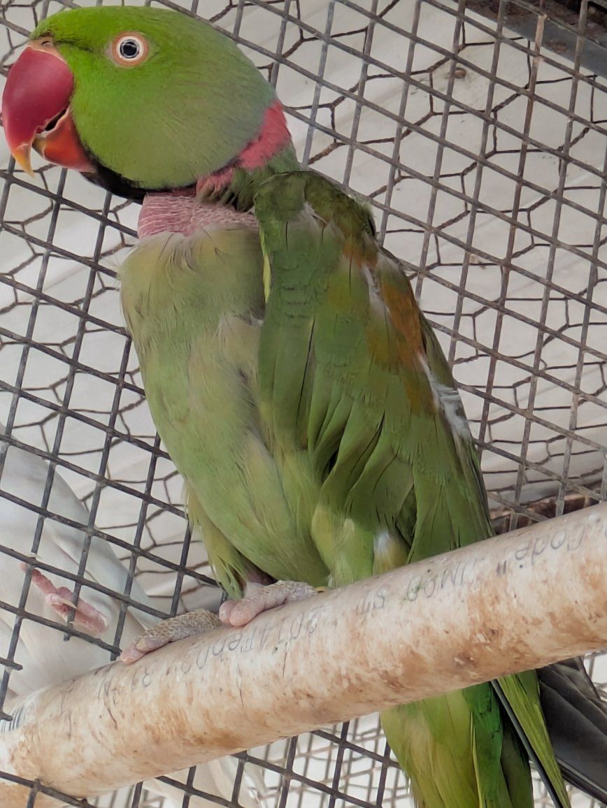 alexandrine hybrid$850