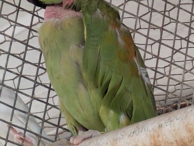 alexandrine hybrid$850