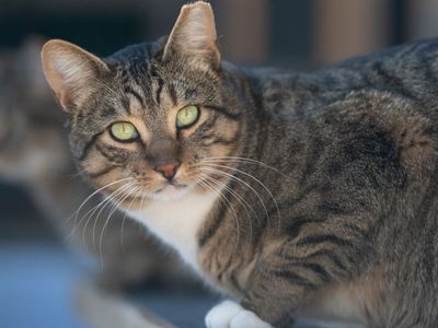 Hello my name is Shrykos