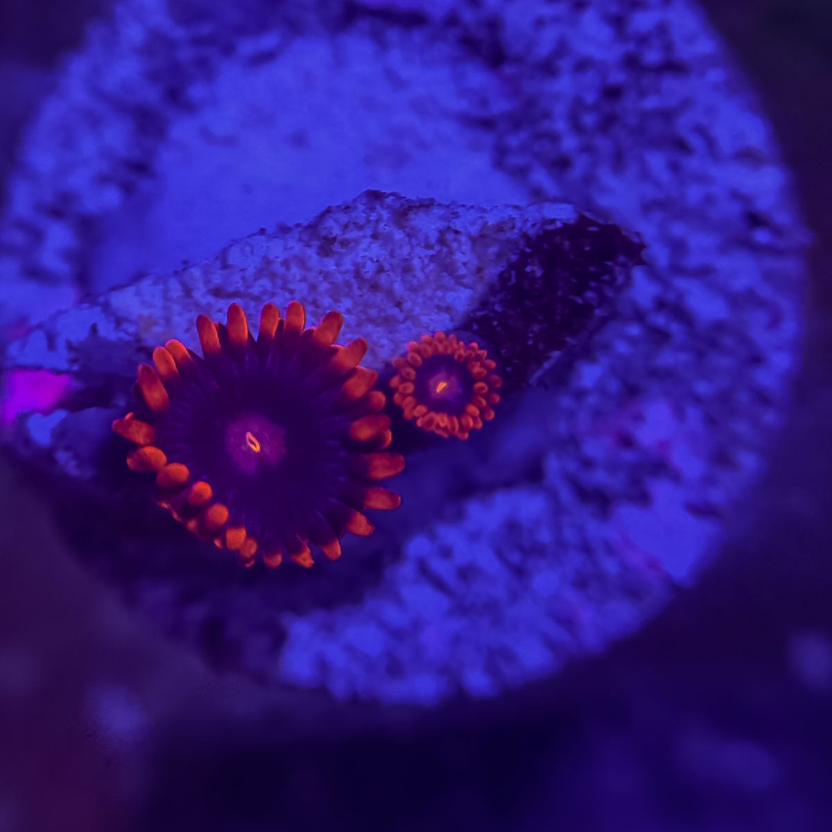 Spider-Man zoa