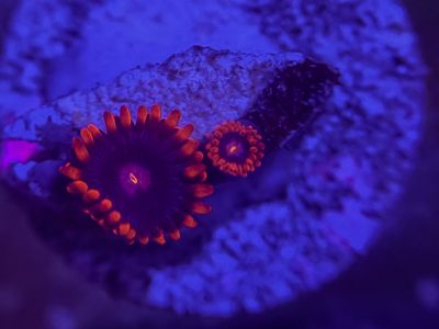 Spider-Man zoa