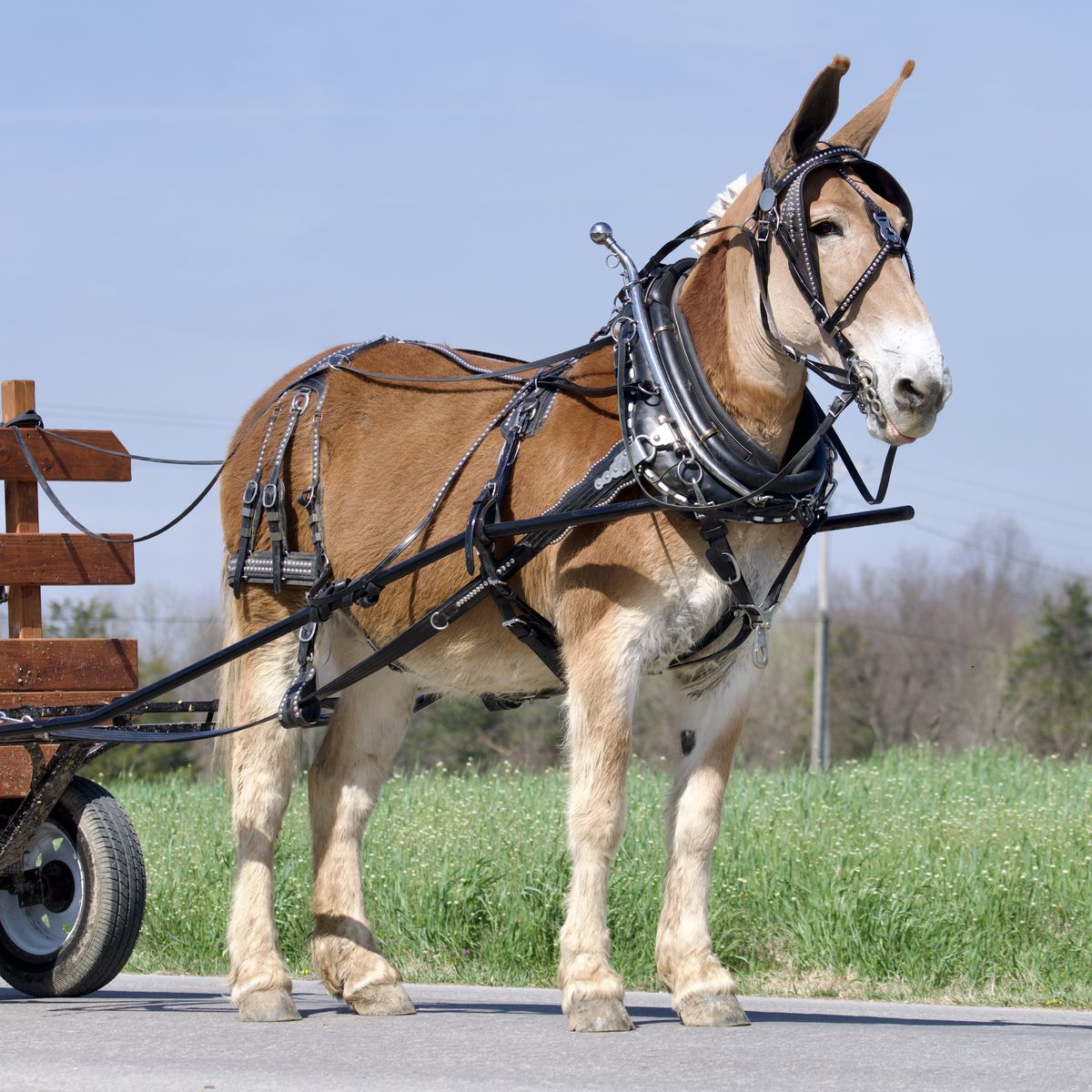 Verna- Draft Molly Mule for Sale