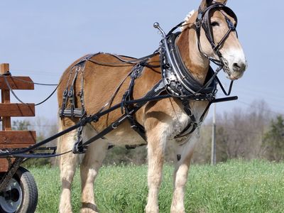 Verna- Draft Molly Mule for Sale