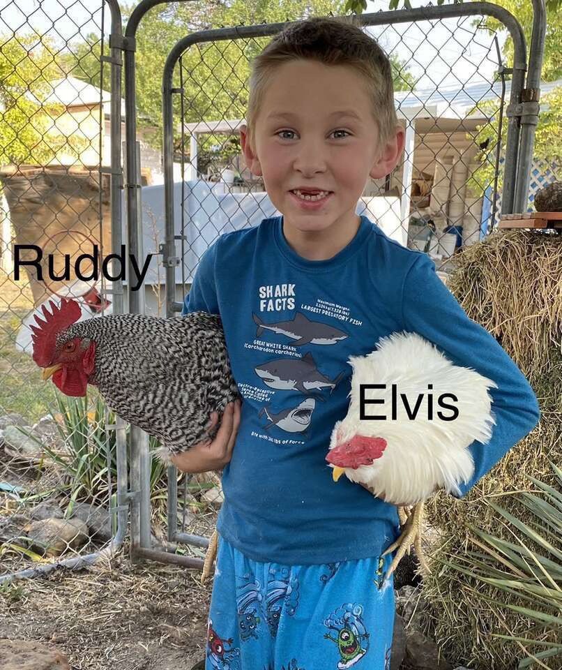 Surplus F1 Hybrid Roosters For Sale !¡!