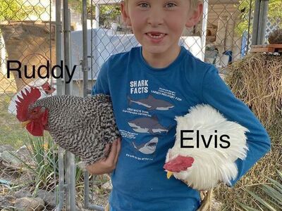 Surplus F1 Hybrid Roosters For Sale !¡!