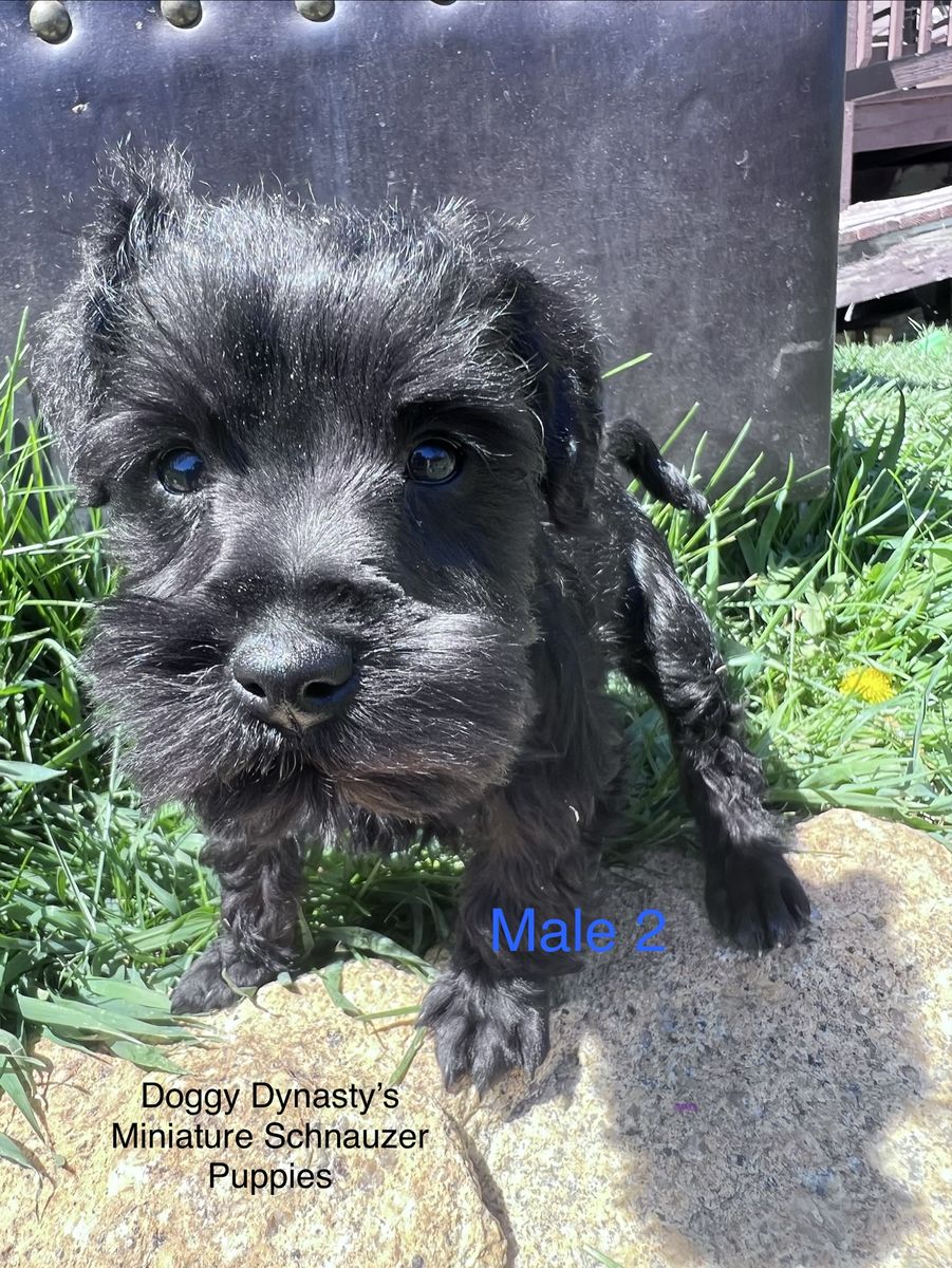 Mini Schnauzer Puppies