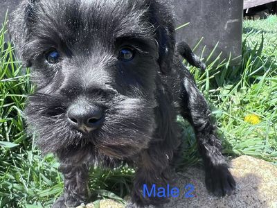 Mini Schnauzer Puppies
