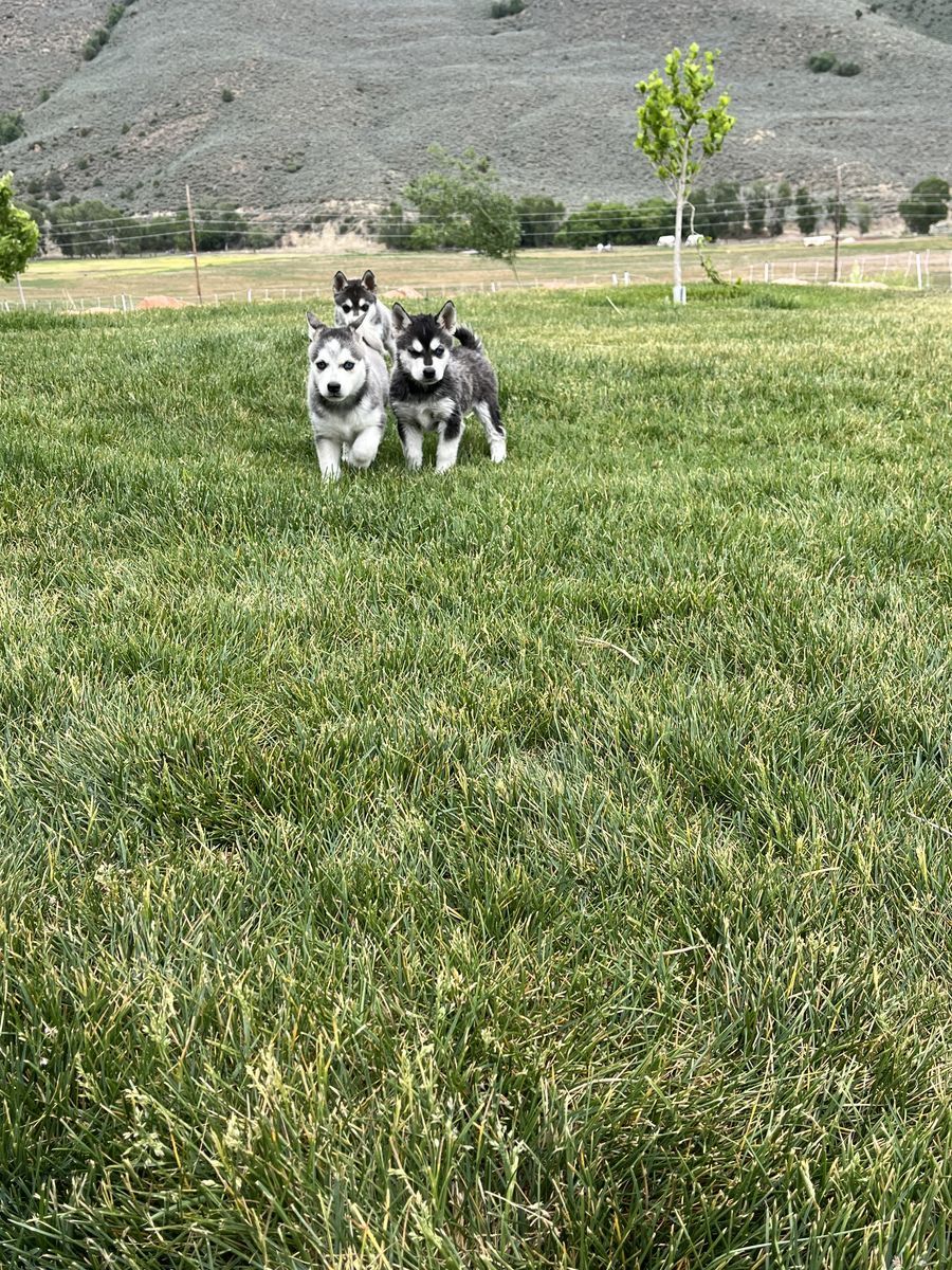 Alaskan Klee Kai (mini husky)
