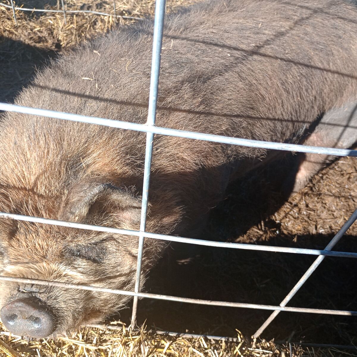 IPP Ready for Butcher