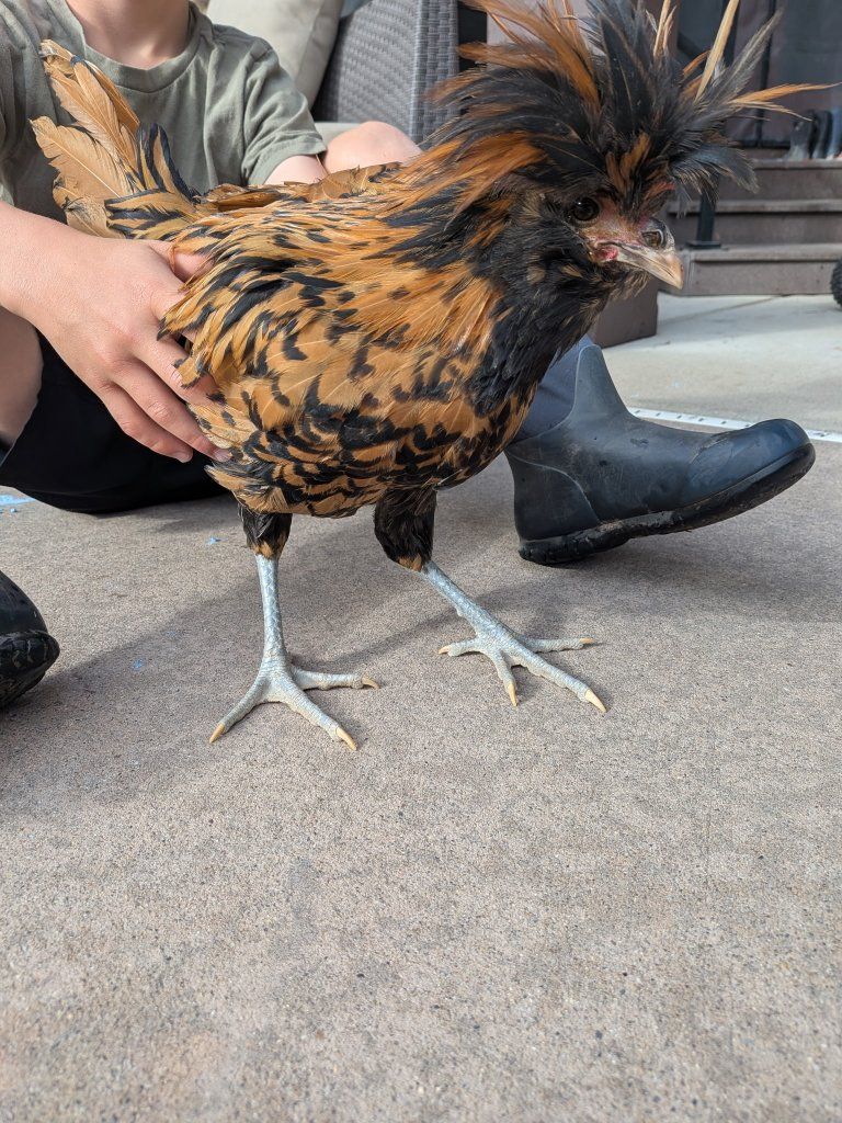 Polish Rooster for FREE