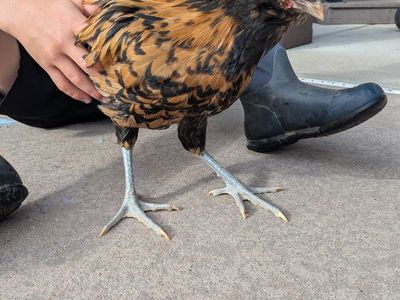 Polish Rooster for FREE