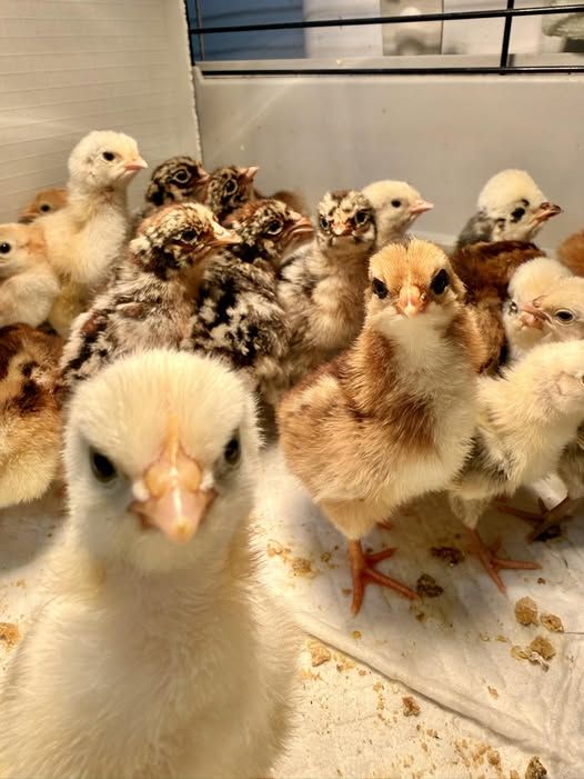 Pure Breed chicks