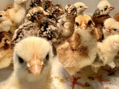 Pure Breed chicks